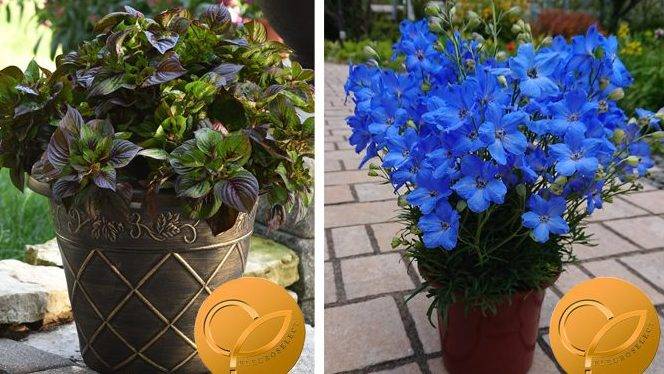 Compilation-GM-2021-with-logo|Celosia-Green-Gekko-lifestyle|Dewy-Blue-Pot-1-Trim (1)|U9070191-Rudbeckia-Amarillo-Gold (1)